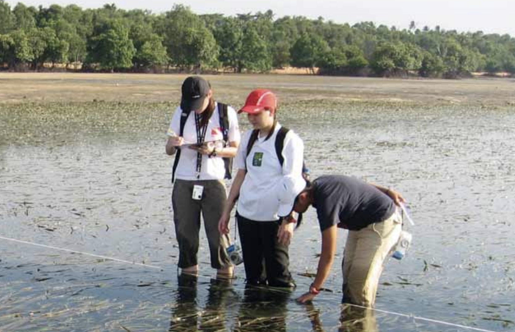 Scientists: Singapore’s plant and animal extinction rate at 37% from deforestation